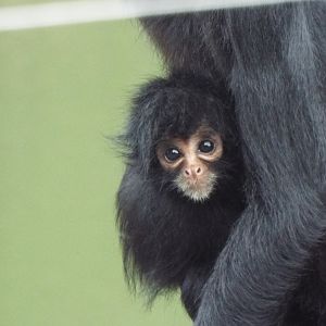 Young Spider Monkey Blackpool Zoo