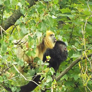 Howler Monkeys Blackpool Zoo
