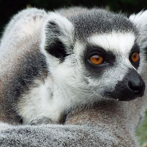 Ring Tailed Lemur Blackpool Zoo