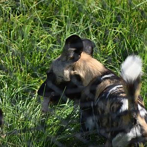 African painted dog
