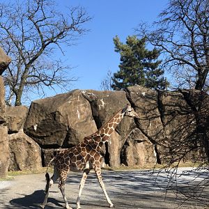 Reticulated giraffe