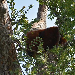 Red panda