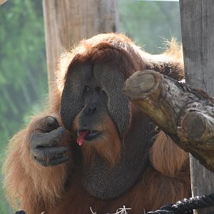 Orangutan