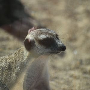 Slender tailed meerkat