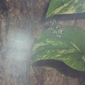 Juvenile Chapa Bug-eyed Frog (Theloderma bicolor) 27/12/2018