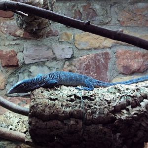 Blue Tree Monitor 27/12/2018
