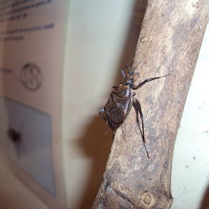 Ethiopian Cricket (Homoeogryllus xanthographus) 27/12/2018