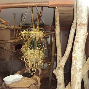 View of Tree Kangaroo exhibit 27/12/2018