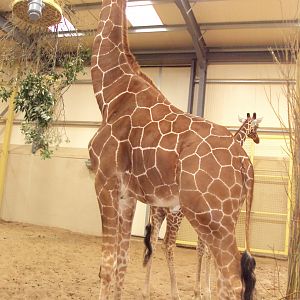 View of Reticulated Giraffes in house 27/12/2018