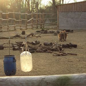 Red River Hogs 27/12/2018