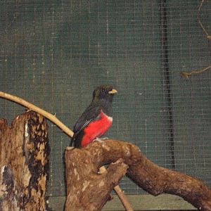 Male Collared Trogon 17/01/2019