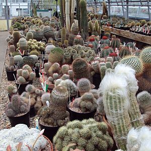 View of cactus collection 17/01/2019