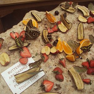 Various Butterfly's 28/05/2019