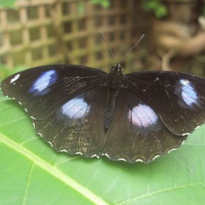 Eggfly (Hypolimnas bolina) 28/05/2019