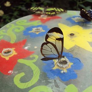 The Glass Wing (Greta oto) 28/05/2019