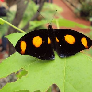 Blue-frosted Banner (Catonephele numilia) 28/05/2019