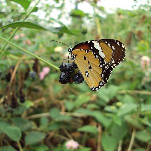 Plain Tiger (Danaus chrysippus) 28/05/2019