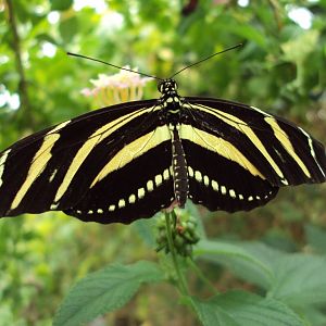 Zebra Longwing (Heliconius charitonius) 28/05/2019