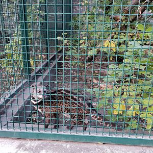 Malayan civet, 10.2018