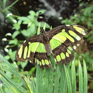 The Malachite (Siproeta stelene) 28/05/2019