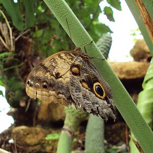 Giant Owl Butterfly (Caligo memnon) 25/05/2019