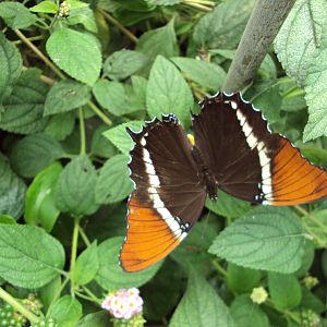 Rusty-tipped Page (Siproeta epaphus) 28/05/2019