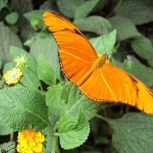 The Flame (Dryas julia) 28/05/2019