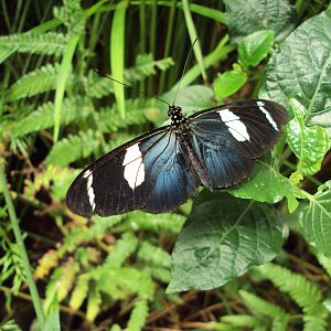 Sara Longwing (Heliconius sara) 28/05/2019