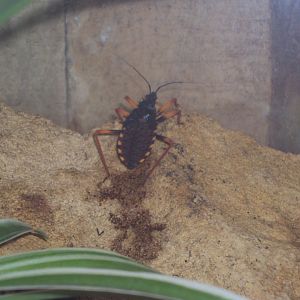 Horrid King Assassin Bug (Pystalla horrida) 28/05/2019