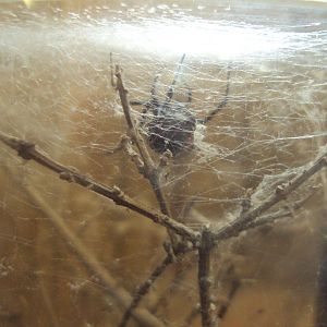 Red Back Spider (Latrodectus hasselti) 28/05/2019