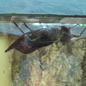 Dragon Headed Katydid (Eumegalodon sp) 28/05/2019