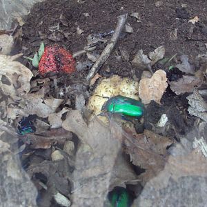 Giant Malaysian Jewel Beetle (Rhomborrhina gigantea) 28/05/2019