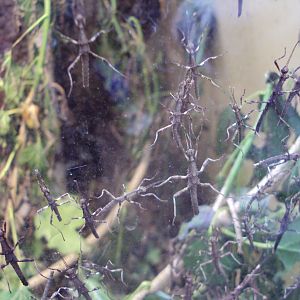 Sunny Stick Insect (Sungaya inexpectata) 28/05/2019