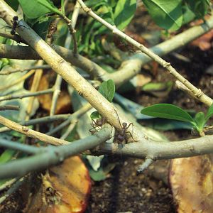 Leaf Cutter Ants (Acromyrmex octospinosus) 28/05/2019