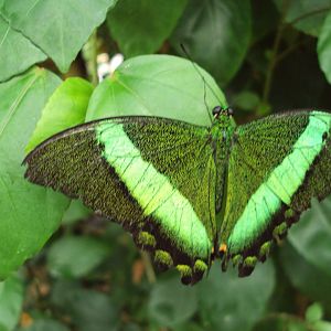 Green Banded Swallowtail (Papilio palinurus) 28/05/2019