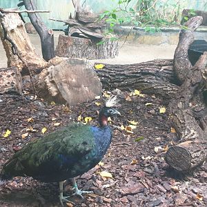 Congo peafowl