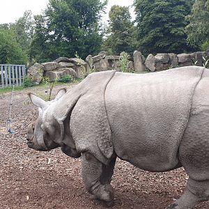 Indian Rhino