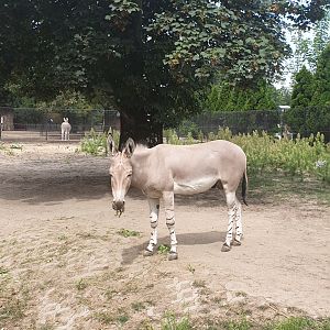 Somali wild ass