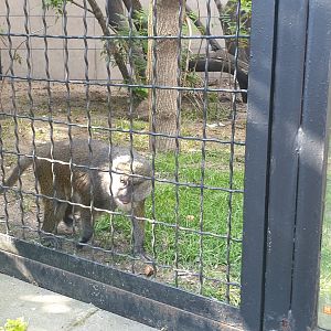 Allen's swamp monkey