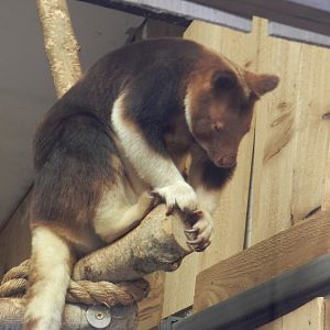 Goodfellow's Tree-Kangaroo (Dendrolagus goodfellowi) at Bristol Zoo, England