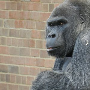 Western Lowland Gorilla (Gorilla gorilla gorilla) at Bristol Zoo, England