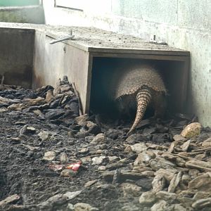 Six-Banded Armadillo (Euphractus sexcinctus) at Bristol Zoo, England