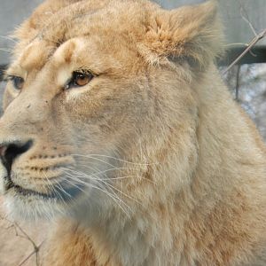 Asiatic Lion (Panthera leo persica) at Bristol Zoo, England