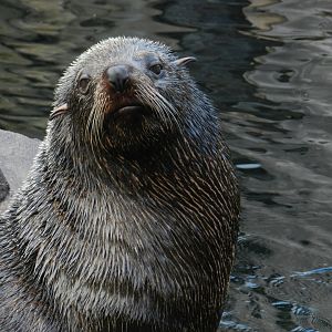 South American Fur Seal (Arctocephalus australis) at Bristol Zoo, England