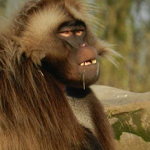 Gelada Baboon (Theropithecus gelada) at The Wild Place Project, England