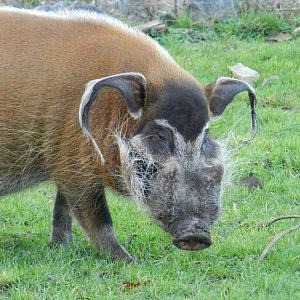 Red River Hog (Potamochoerus porcus) at The Wild Place Project, England