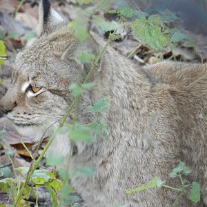 Eurasian Lynx (Lynx lynx) at The Wild Place Project, England