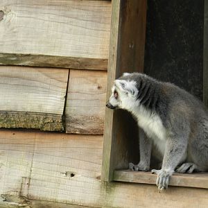 Ring-Tailed Lemur (Lemur catta) at The Wild Place Project, England