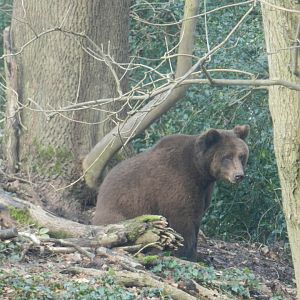 European Brown Bear (Ursus arctos arctos) at The Wild Place Project, England