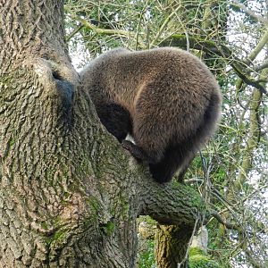 European Brown Bear (Ursus arctos arctos) at The Wild Place Project, England